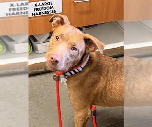 Mutt Dogs for adoption in Santa Cruz, CA, USA