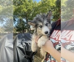 Small Photo #6 Siberian Husky Puppy For Sale in KANSAS CITY, MO, USA