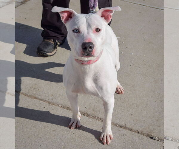 Medium Photo #3 American Bulldog-American Staffordshire Terrier Mix Puppy For Sale in Huntley, IL, USA