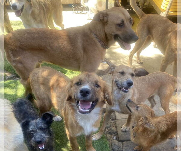Medium Photo #4 Australian Retriever Puppy For Sale in Newport Beach, CA, USA