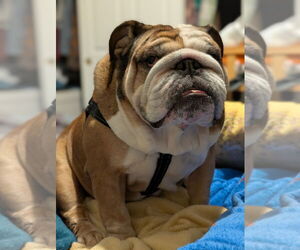 Bulldog Dogs for adoption in Oak Bluffs, MA, USA