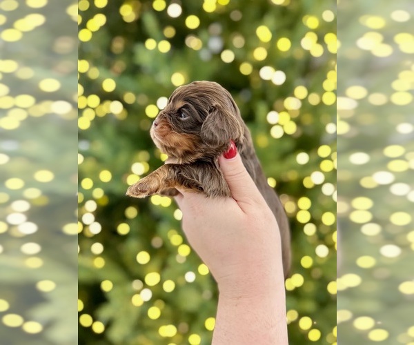 Medium Photo #3 Cavalier King Charles Spaniel Puppy For Sale in JACKSON, OH, USA
