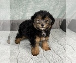Small #6 YorkiePoo