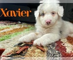 Puppy 2 Australian Shepherd