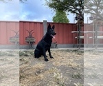 Small #58 German Shepherd Dog