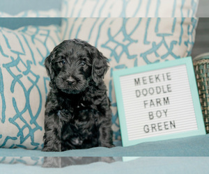 Goldendoodle Dog for Adoption in HARMONY, Florida USA