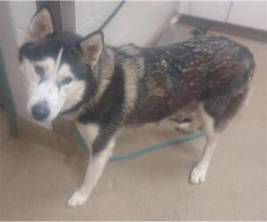 Siberian Husky Dogs for adoption in Santa Maria, CA, USA