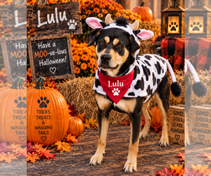 Mutt Dogs for adoption in Garner, NC, USA