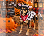 Lulu - Female Mutt Dog for Adoption - Small photo