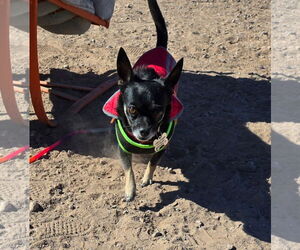 Chipin Dogs for adoption in Williamsburg, NM, USA