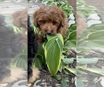 Small Photo #4 Goldendoodle (Miniature) Puppy For Sale in SOUTH ORANGE, NJ, USA