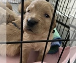 Small Photo #7 Golden Retriever Puppy For Sale in RADCLIFF, KY, USA