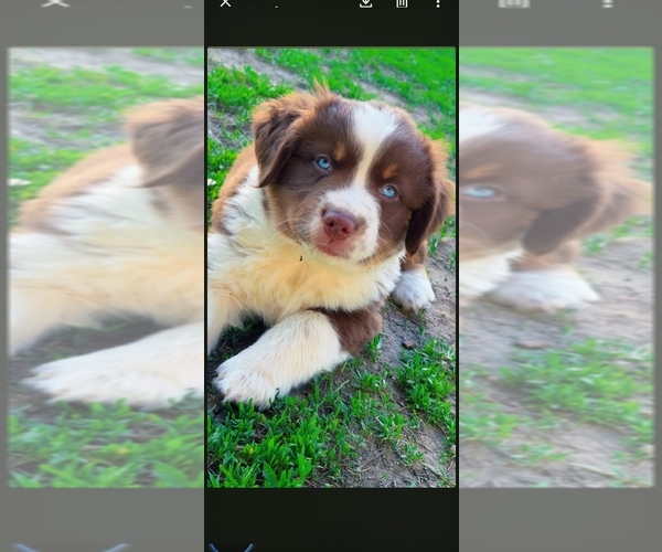 Medium Photo #1 Miniature Australian Shepherd Puppy For Sale in MEDFORD, WI, USA