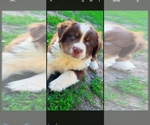 Small Miniature Australian Shepherd