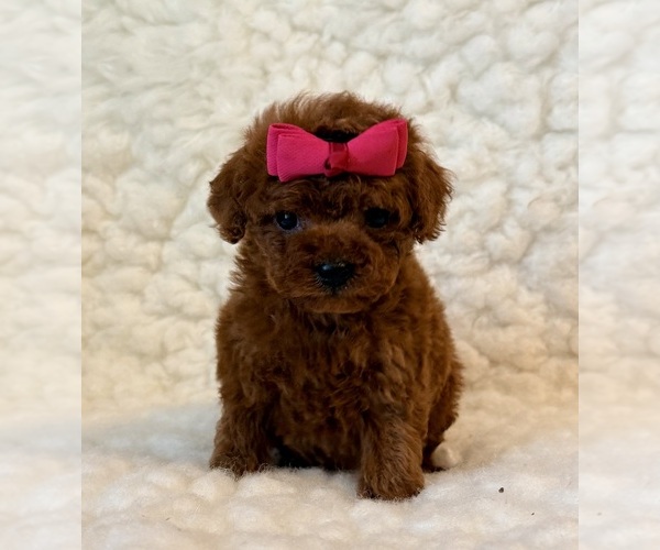 Medium Photo #6 Poodle (Toy) Puppy For Sale in REDLANDS, CA, USA