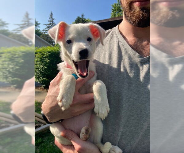 Medium Photo #2 Mutt Puppy For Sale in Plainfield, IL, USA