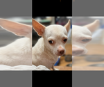 Small Chihuahua Mix