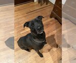 Small #2 Labrador Retriever Mix