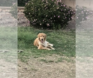 Mother of the Golden Retriever puppies born on 01/01/2026