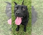 Small #3 Staffordshire Bull Terrier