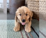 Puppy Puppy 4 Golden Retriever