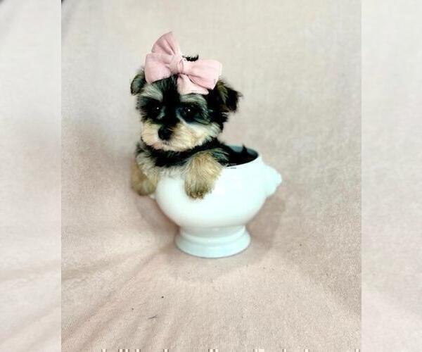 Medium Photo #5 Yorkshire Terrier Puppy For Sale in FORT LAUDERDALE, FL, USA