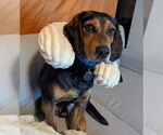 Small #6 Beagle Mix