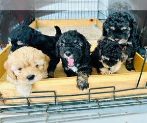 Cock-A-Poo-Cockapoo Mix Litter for sale in EXETER, CA, USA