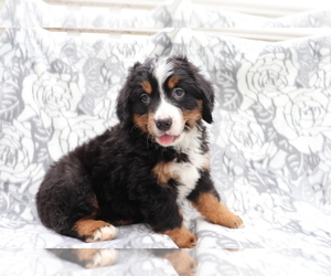 Bernese Mountain Dog Puppy for sale in SHILOH, OH, USA