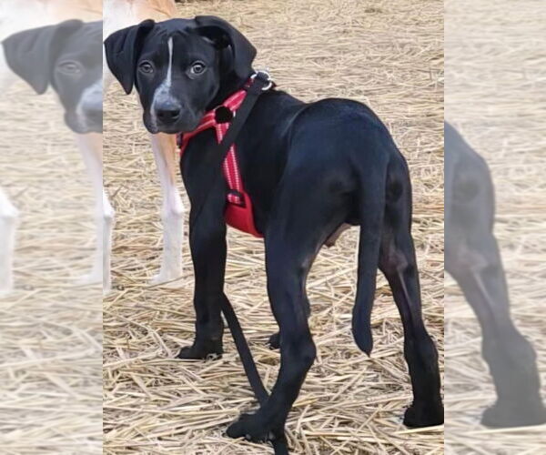 Medium Photo #4 Pointer-Unknown Mix Puppy For Sale in Mundelein, IL, USA