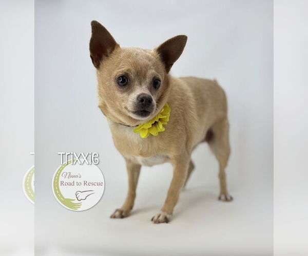 Medium Photo #2 Chihuahua Puppy For Sale in Benton, LA, USA