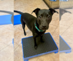 Small #38 American Staffordshire Terrier-Labrador Retriever Mix