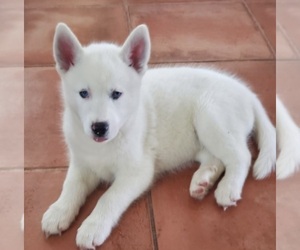 Siberian Husky Puppy for sale in WEBSTER, FL, USA