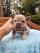 Small Photo #6 French Bulldog Puppy For Sale in BAKERVIEW, WA, USA