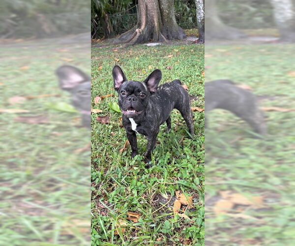 Medium Photo #4 French Bulldog Puppy For Sale in Weston, FL, USA