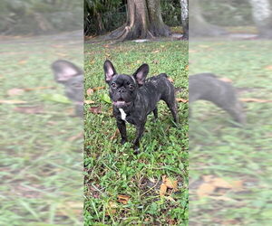Kirstie - Female French Bulldog Dog for Adoption - Photo #4