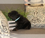 Small Photo #3 Poodle (Standard) Puppy For Sale in MONROEVILLE, PA, USA