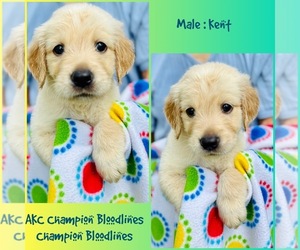 Golden Retriever Puppy for sale in SUGAR LAND, TX, USA