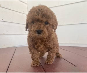 Poodle (Miniature) Puppy for sale in FREDERICKSBURG, OH, USA