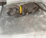 Puppy Yellow American Bully