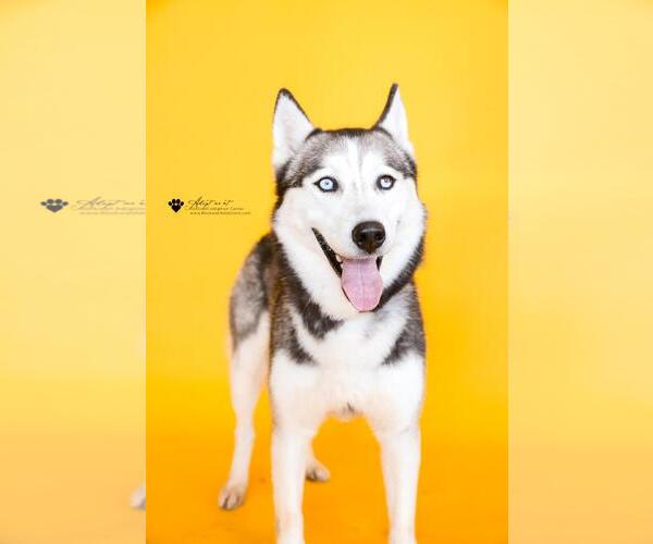 Medium Photo #4 Siberian Husky-Unknown Mix Puppy For Sale in Rockwall, TX, USA