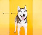 Small #3 Siberian Husky Mix