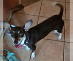 Small #1 Chiweenie