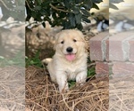 Small Photo #1 Golden Retriever Puppy For Sale in LAKE PARK, GA, USA