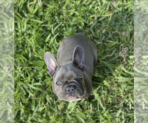 Mother of the French Bulldog puppies born on 11/06/2022