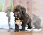 Small #3 Portuguese Water Dog