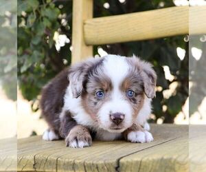 Aussie-Poo Puppy for sale in ARTHUR, IL, USA