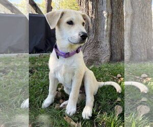 Shay - Female Mutt Dog for Adoption - Photo #2