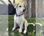 Small Photo #2 Mutt Puppy For Sale in Des Moines, IA, USA