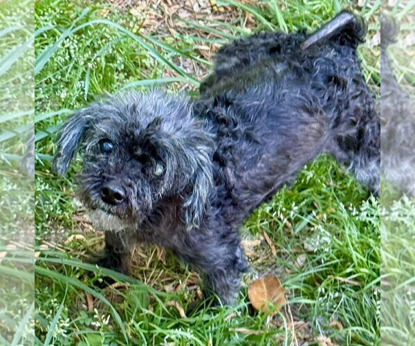 Medium Photo #3 Maltipoo (Miniature) Puppy For Sale in Spring Lake, NC, USA
